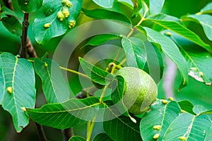 Walnuts on a tree. Disease pest on walnut leaves. Eriophyes tristriatus Nal or Nutty gall mite.