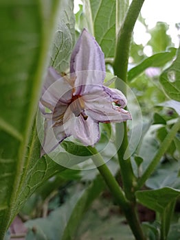 Eggplant flowers photo