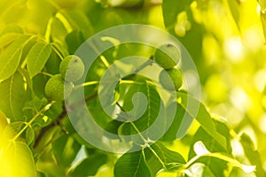 Walnuts on a tree