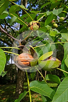 Walnuts in tree