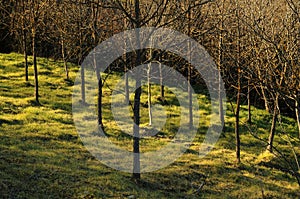 Walnuts Trees in tuscany