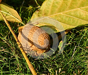 Walnuts with yellow autumn leaves falling on the green grass