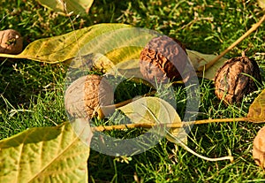 Walnuts with yellow autumn leaves falling on the green grass