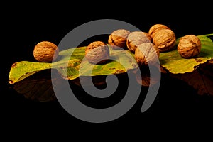 Walnuts with yellow autumn leaves isolated on black background