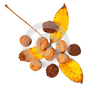 Walnuts with yellow autumn leaves isolated on white background