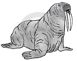Walrus