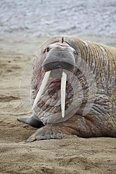 Walrus