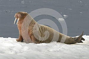 Walrus photo