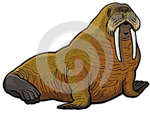 Walrus