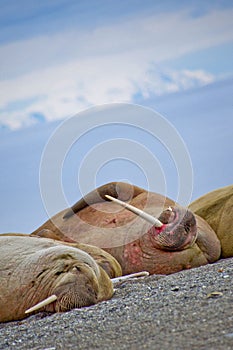 Walrus, Arctic, Norway