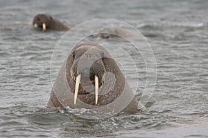 Walrus in the Arctic Ocean