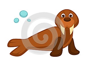 Walrus baby with long fangs and pair of flippers