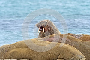 Walrus Bellowing on the Shore in the Arctic