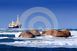 Walrus with boat vessel, Odobenus rosmarus, sleeping near the blue water on white ice with snow, Svalbard, Norway. Mother with