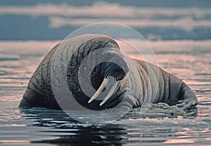 Walrus in Canadian Arctic