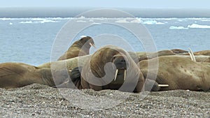 Walrus. Colony of animals relaxes at the sea in arctic Spitsbergen. A family of walruses. Group Of Walruses Relax Near