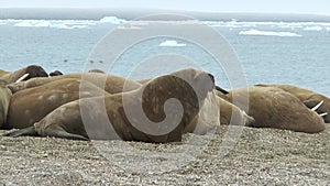 Walrus. Colony of animals relaxes at the sea in arctic Spitsbergen. A family of walruses. Group Of Walruses Relax Near