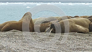 Walrus. Colony of animals relaxes at the sea in arctic Spitsbergen. A family of walruses. Group Of Walruses Relax Near