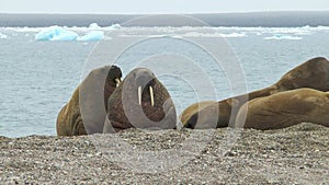 Walrus. Colony of animals relaxes at the sea in arctic Spitsbergen. A family of walruses. Group Of Walruses Relax Near