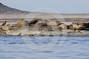 Walrus colony in the waters of Sjuoyane Island, Svalbard archipelago photo