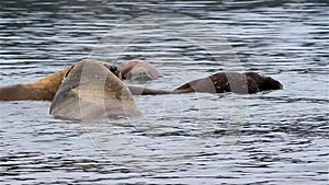 Walrus Cooling in the wter Svalbard