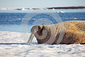 Walrus cow on ice floe