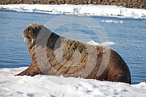 Walrus cow on ice floe