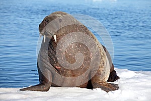 Walrus cow on ice floe