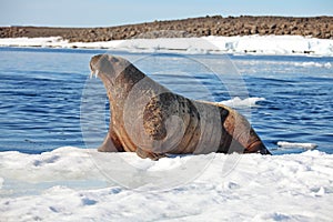 Walrus cow on ice floe