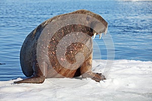 Walrus cow on ice floe