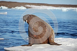 Walrus cow on ice floe