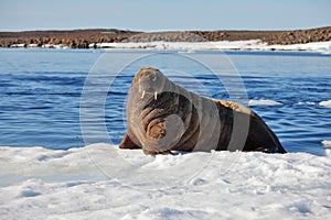 Walrus cow on ice floe