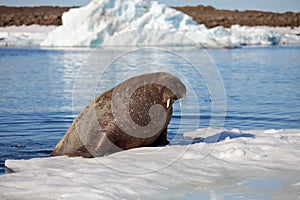 Walrus cow on ice floe