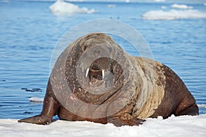 Walrus cow on ice floe photo