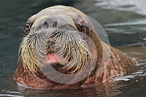 Walrus photo