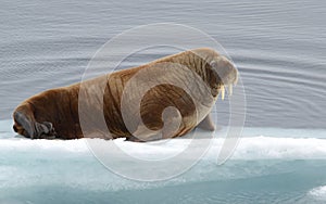 Walrus drifting on an ice floe