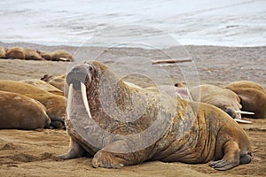 Walrus family