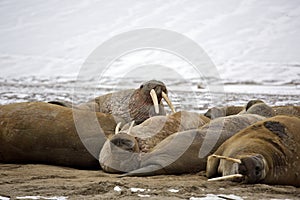 Walrus family haul out