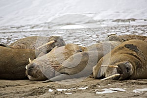 Walrus family haul-out