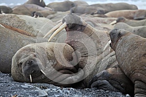 Walrus family haul out