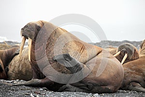 Walrus family haul-out