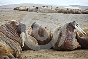 Walrus family haul out