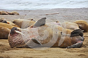 Walrus family haul out photo