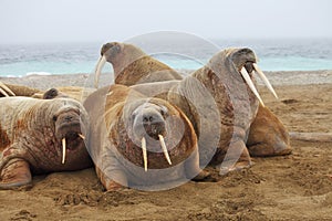 Walrus family haul out photo