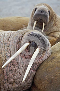 Walrus family haul out photo