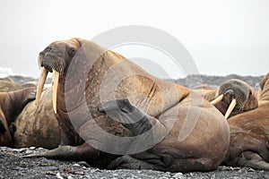 Walrus family haul-out photo