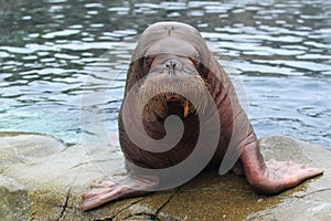 Walrus