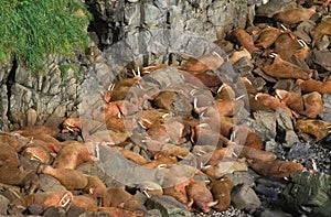 WALRUS GROUP odobenus rosmarus LAYING DOWN ON ROCKS, ROUND ISLAND IN ALASKA