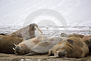 Walrus haul-out