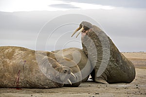 Walrus haul-out